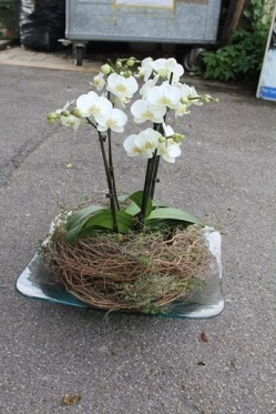 Glasschale mit Orchidee (abgeholt im Laden am 22. Mai 2015)