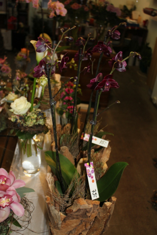 Dunkelviolette Phalaenopsis Orchidee