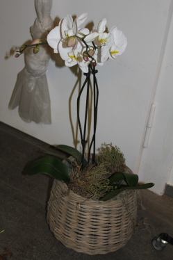 Orchidee weiss in Korb (ausgeliefert in Konolfingen am 13.Juni 2014)