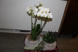 Dekoration mit Orchidee in Kugelgefäss (ausgeliefert in Grosshöchstetten am 4. Oktober 2013)