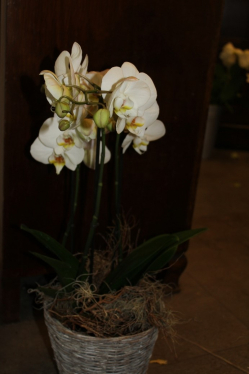 Orchidee weiss (ausgeliefert in Biglen am 16. April 2014)