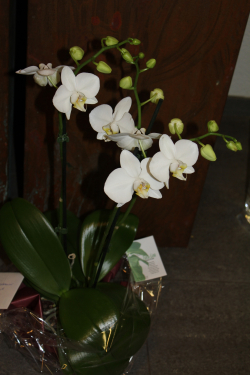 Phalaenopsis weiss (ausgeliefert am 5. September 2013 in Konolfingen)