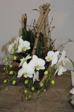 Weisse Phalaenopis (ausgeliefert in Konolfingen am 2. Februar 2013)