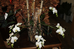 Orchidee weiss in Glasgefäss (asugeliefert am 8. März 2013 in Mirchel)