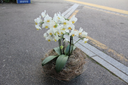 Orchidee weiss in Glasschale (ausgeliefert am 18. Juni 2015 in Rüfenacht)