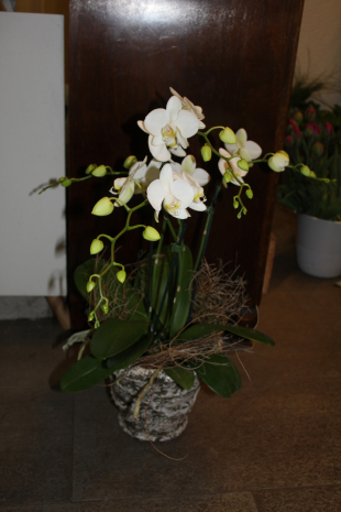 Orchidee weiss in Übertopf Preis 85.-
