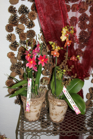 Phalaenopsis Orchidee rechts und Cambria Orchidee links