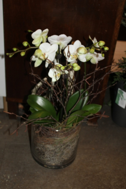 Orichedee weiss in Glasgefäss (ausgeliefert in Grosshöchstetten am 27. März 2013)