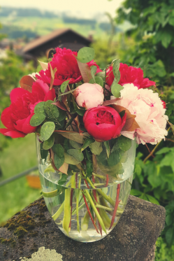 Pfingstrosen-in-Vase-eingestellt-schlicht-und-einfacher-Blumenstrauss-DIY-Blumendeko.png