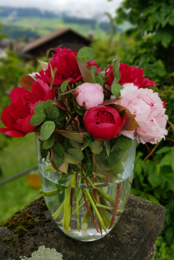 Pfingstrosen-in-Vase-eingestellt-schlicht-und-einfacher-Blumenstrauss.png