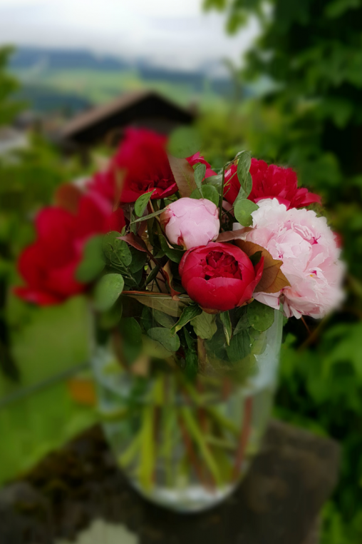 Pfingstrosen-schlicht-in-Vase-einstellen-DIY-ANleitung-zum-selber-machen.png