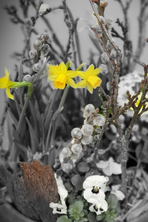Pflanzenarrangement-Fruehling-Narzissen.jpg