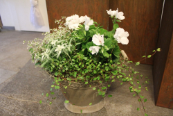 Pflanzenarrangement in weiss (ausgeliefert in Signau am 26. Mai 2015)