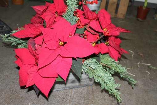 Arrangement mit Weihnachtssternen (ausgeliefert am 21. Dezember 2012 in Walkringen)