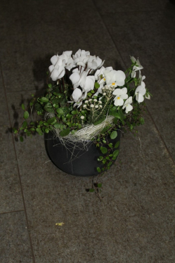 Pflanzenarrangement in weiss (ausgeliefert in Grosshöchstetten am 6. Oktober 2015)