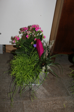 Pflanzenarrangement rosa (ausgeliefert in Mirchel am 12.11.12)