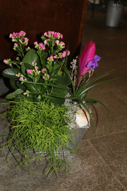 Pflanzenarrangement rosa (ausgeliefert am 12.11.12 in Grosshöchstetten)
