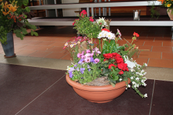 Pflanzenschale mit Rosenbäumli (ausgeliefert in die Kirche Grosshöchstetten am 14. Juni 2013)