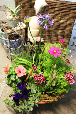 Pflanzenschale Sommerlich rosa violett Preis 150.- (18. Juni 12)