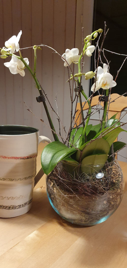 Phalaenopsis-Orchidee-in-Glaskugel-DIY-Anleitung.png