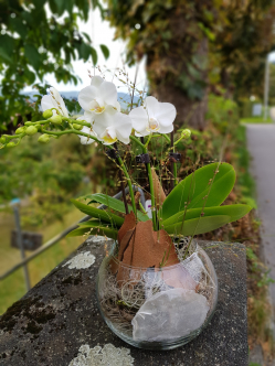 Phalaenopsis-Orchidee-in-Glaskugel.jpg