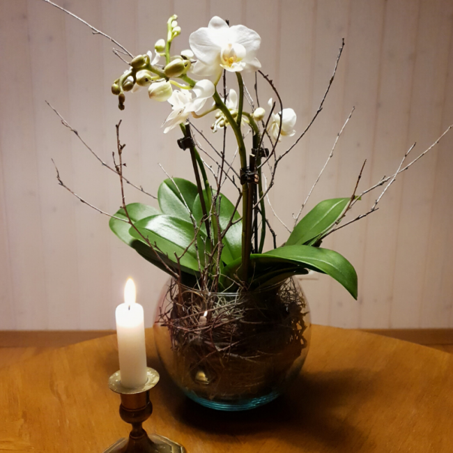 Frühlingsdekoration mit weisser Phalaenopsis Pflanze im Glas selber machen