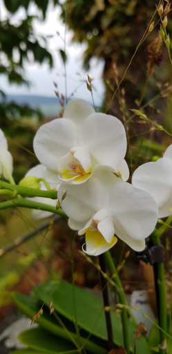 Phalaenopsis-Orchidee-weiss.jpg
