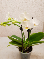 Phalaenopsis Orchidee