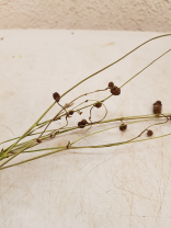 Sanguisorba Officina trocken