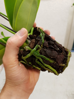 Die Wurzelballe der Phalaenopsis Orchidee wird feinsäuberlich aus dem Plastikgefäss gezogen