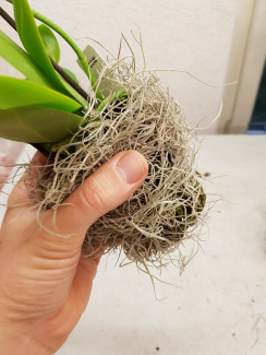 Die Wurzelballe mit der speziellen Orchideen Erde wird mit Tillandsia Moos eingewickelt