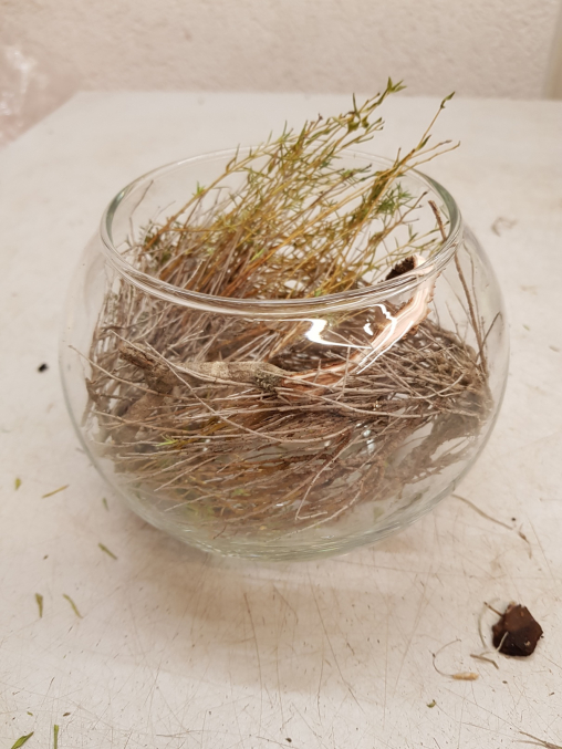 In die Glaskugel legst du wenig Euporbia Spinosa Holz
