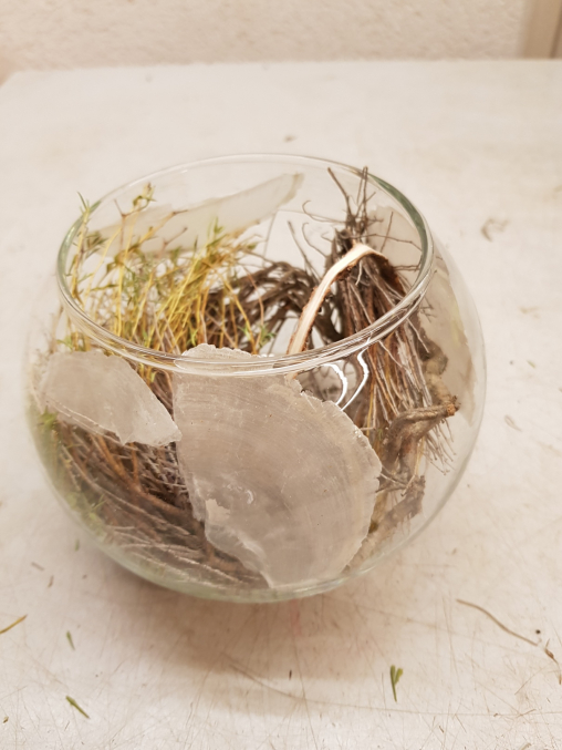 Als Dekoelement legst du Perlmuttscheiben zum Euphorbia spinosa Holz. Achte darauf das du je nach Grösse des Glasses die Perlmuttscheiben verkleinern tust.