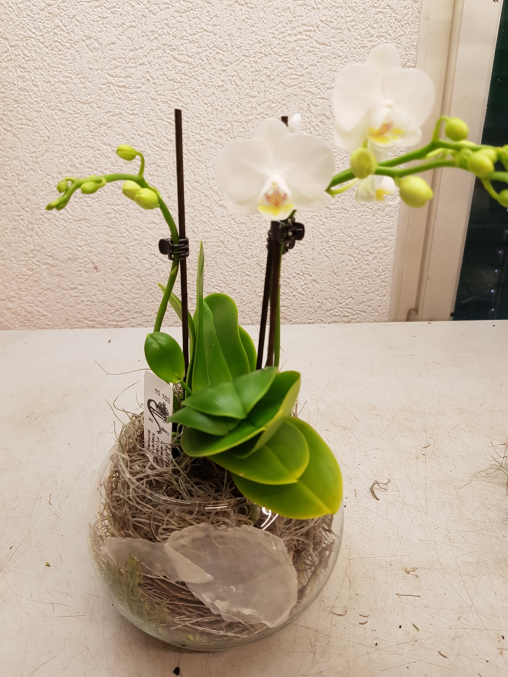 Nun legst du die vorbereitete Phalaenopsis Orchidee in den Hohlraum des Glasgefässes