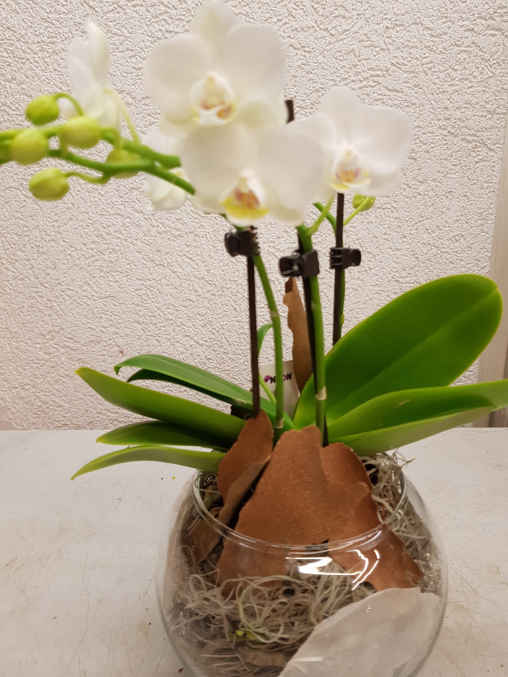 Damit es eine schöne Verbindung der Wurzelballe, der Permuttscheiben, dem Tillandisamoos und der Phalaenopsis Pflanze gibt stecken wir noch einige Rindenstücke ins Glasgefäss rein und schauen, dass diese auch über das Glasgefäss hinausschauen. 