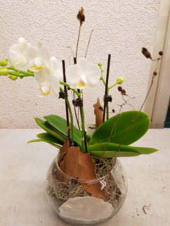 Die Sanguisorba Officina Samsenände werden in die Phalaenopsis Orchidee reingesteckt
