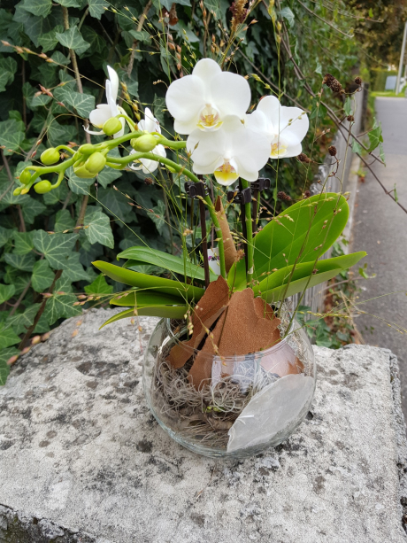 Orchidee in Glaskugel einpflanzen