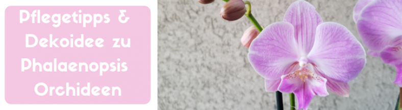 Phalaenopsis.png