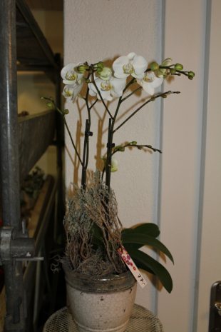 Phalaenopsis Orchidee Weiss