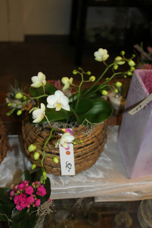 Kleinblumige Phalaenopsis Orchidee weiss