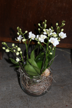 Phalaenopsis Orchidee in weiss in Glas (ausgeliefert in Grosshöchstetetn am 18. Dezember 2015)