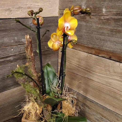 Phalaenopsuis-ausgarniert-fuer-das-Wohnzimmer.jpg