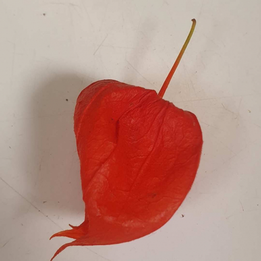 Physalis-Fruchtstand.jpg