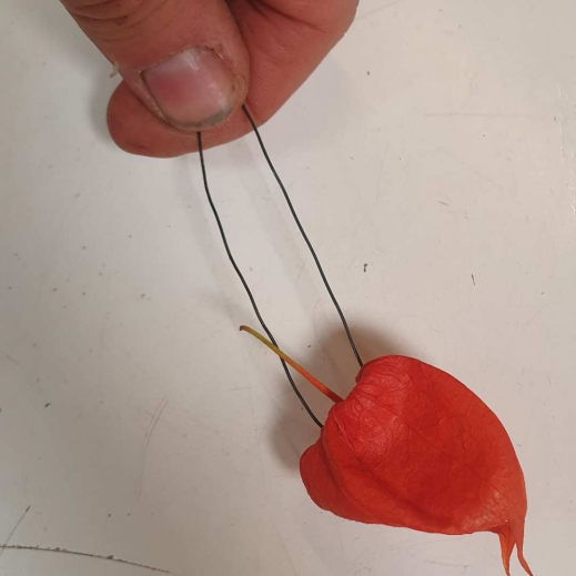 Physalis-mit-Draht-in-Zwerg-stecken.jpg