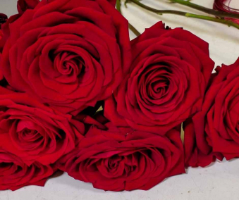 Red-Naomii-Rosen-12-Stueck.jpg