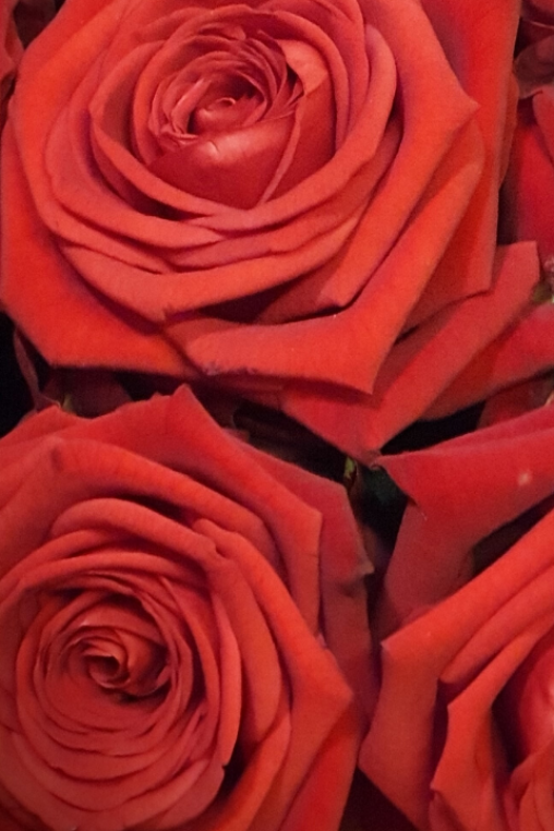 Red-Naomii-Rosen-Valentinstag.png