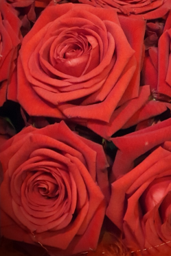 Red-Naomii-Rosen-Valentinstag.png