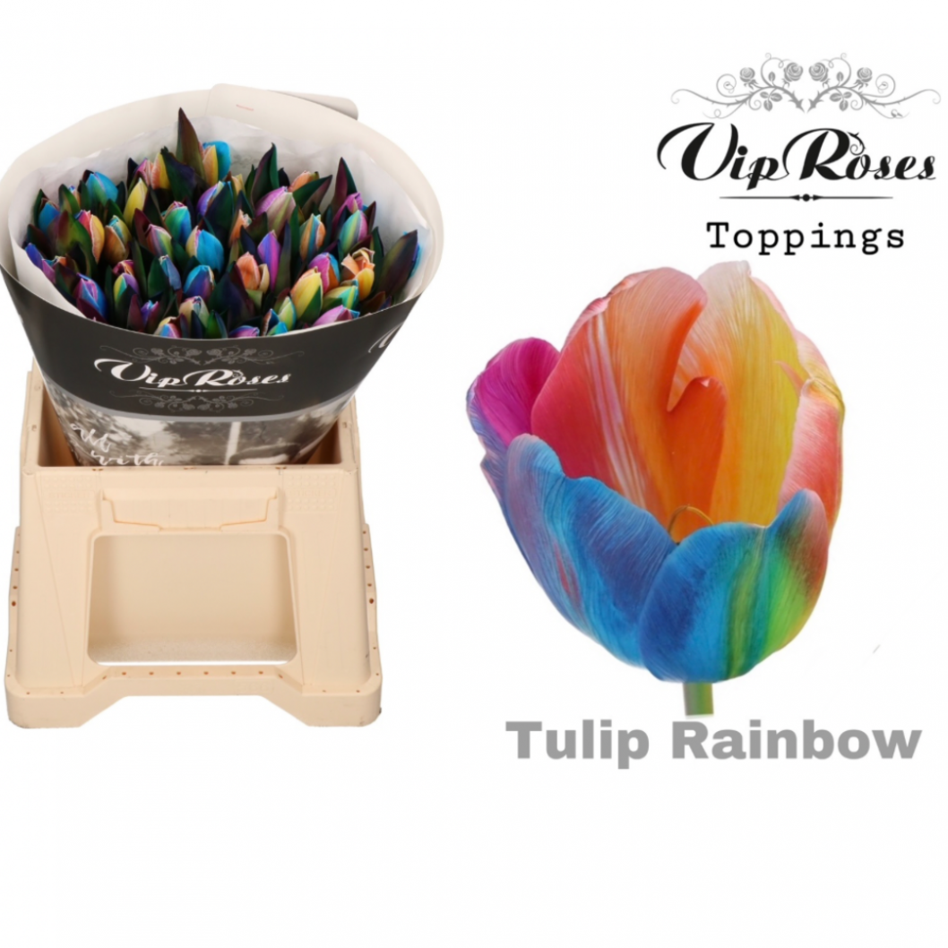 Regenbogen-tulpen.png