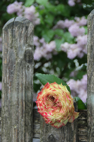 Rose Apple Jack 