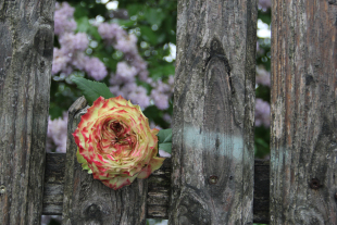 Rose Apple Jack 